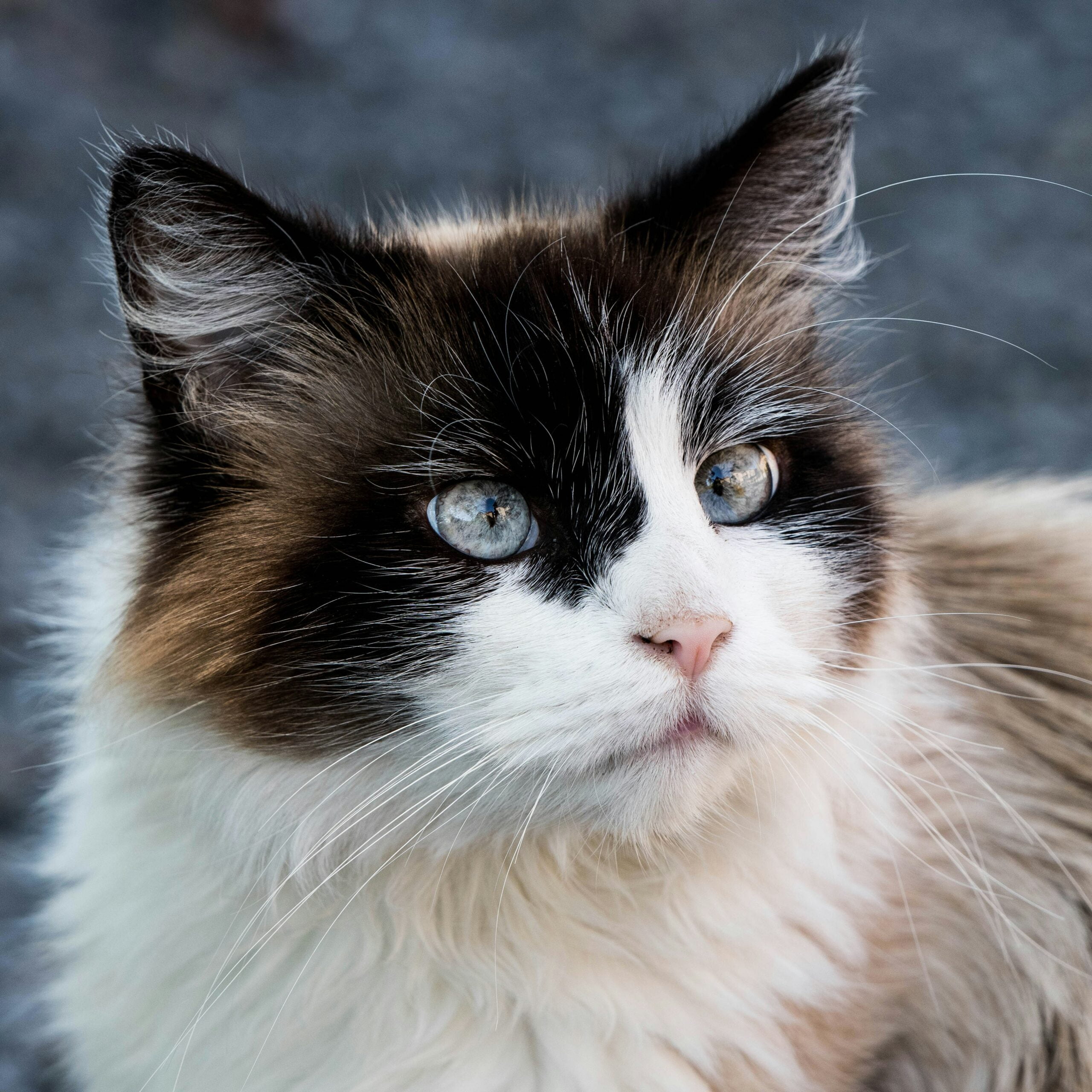 Photo by <a href="https://unsplash.com/@luckybel" rel="nofollow">Jean Luc Catarin</a> on <a href="https://unsplash.com/?utm_source=hostinger&utm_medium=referral" rel="nofollow">Unsplash</a> 